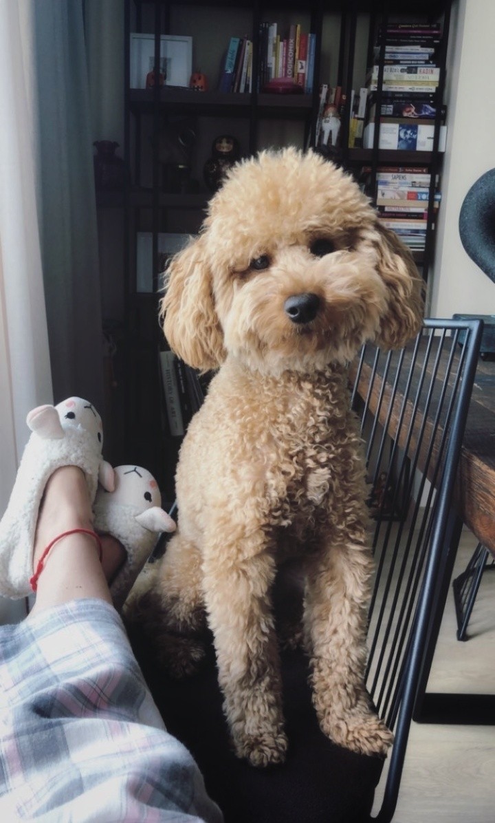 dog