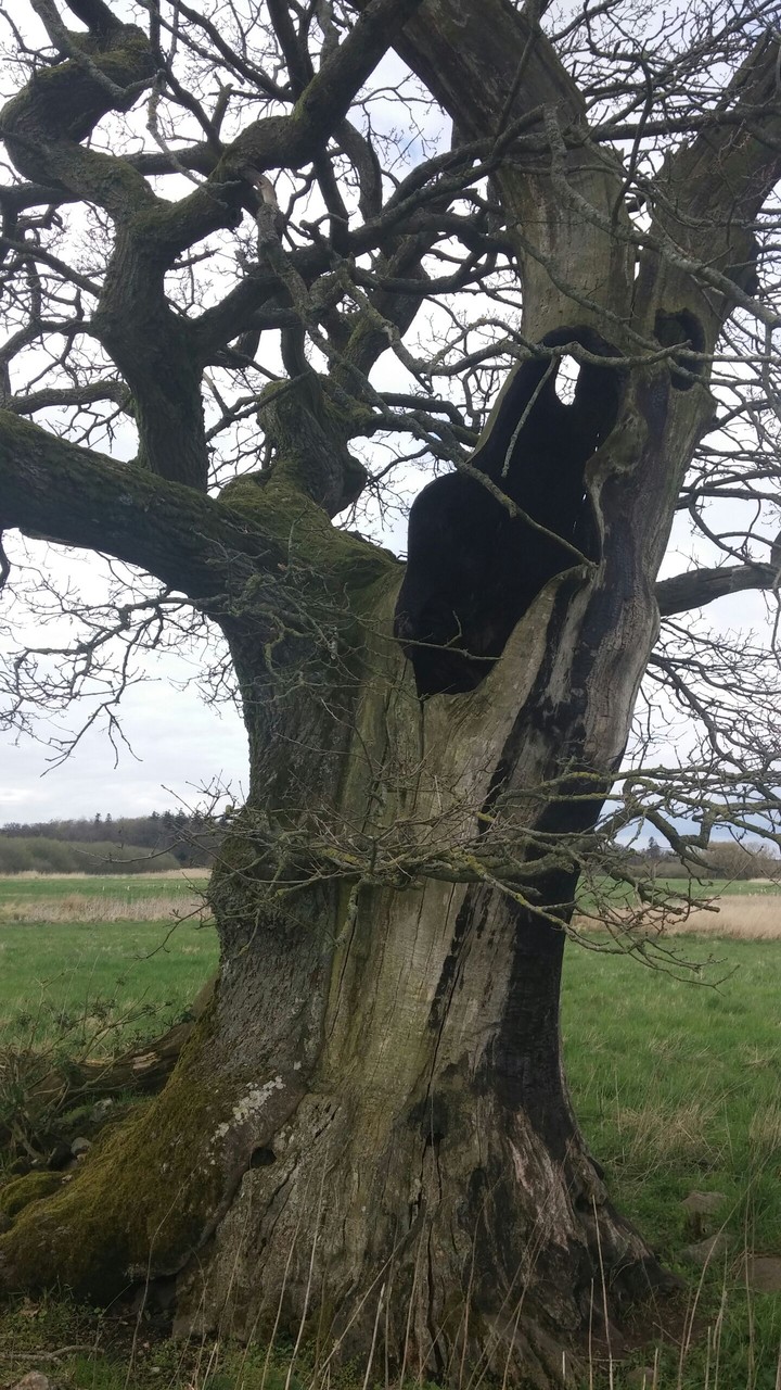 lightning struck oak