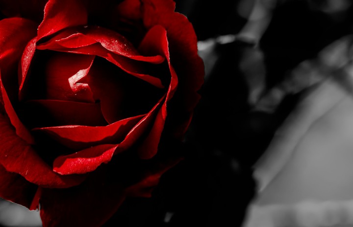 Red Rose
