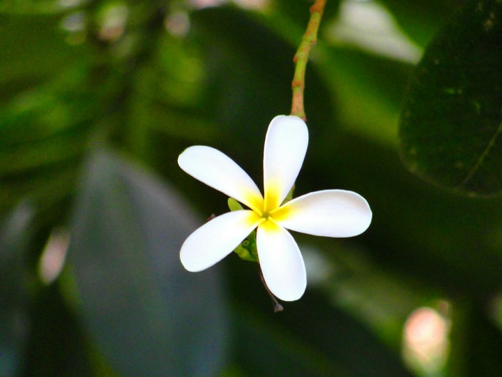 white lily..