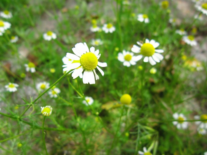 Camomiles