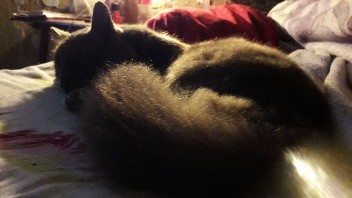 Cat