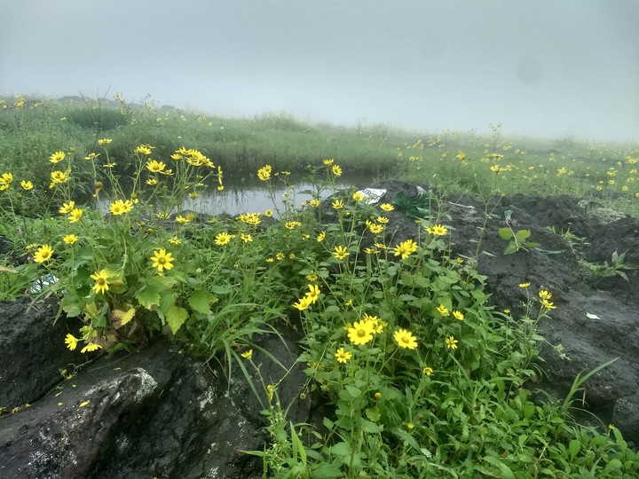 Flowers in rain