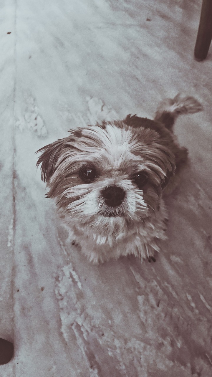 Stare ?