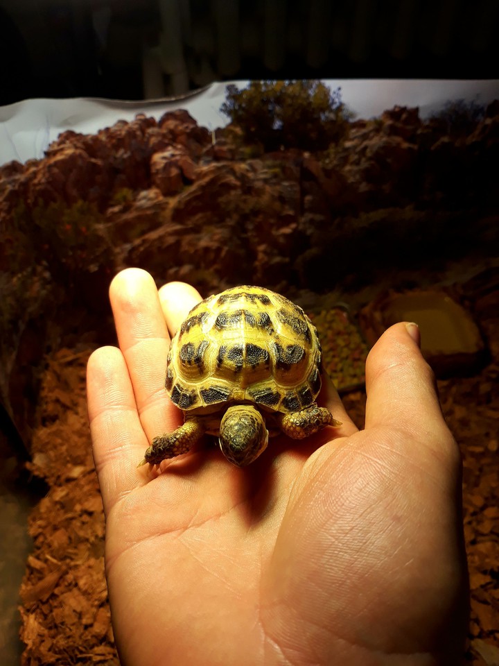 my turtle