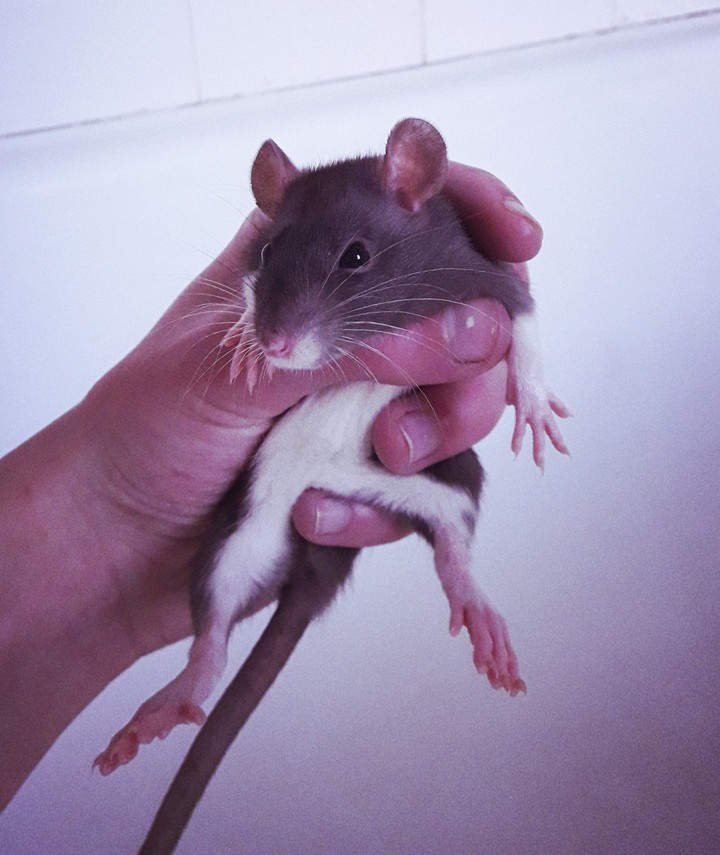 Sheeva