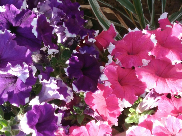 Spring time