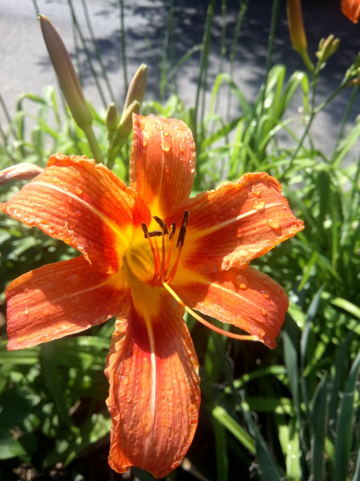 lily