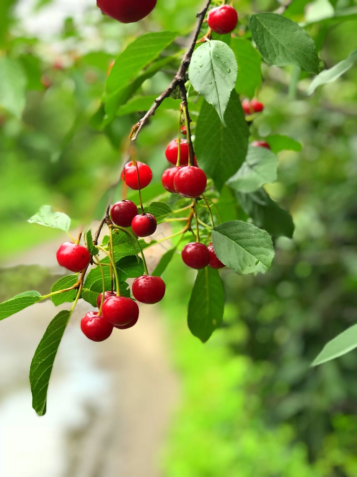 cherry