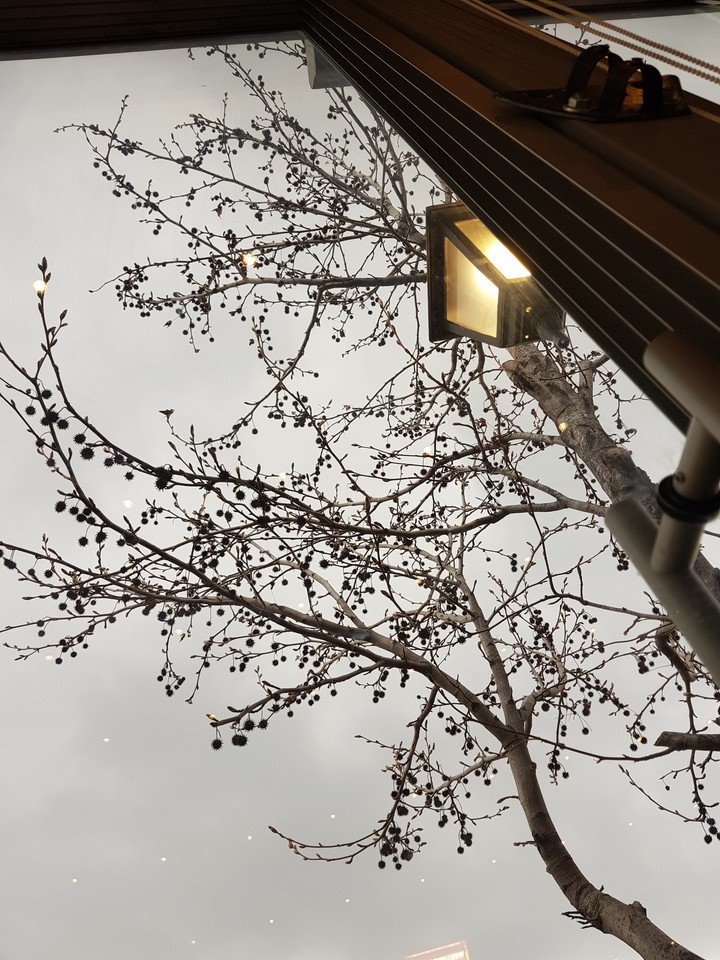 sky with tree