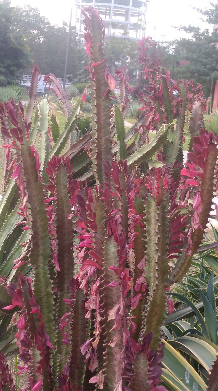 cactus