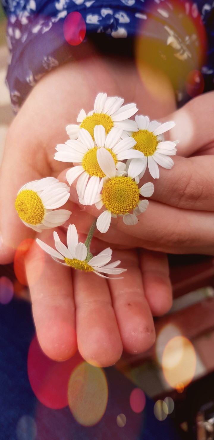 flower smile