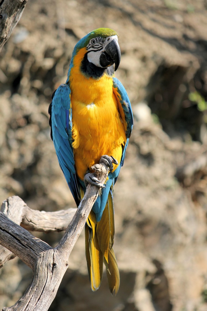 Macaw In Golden Hue