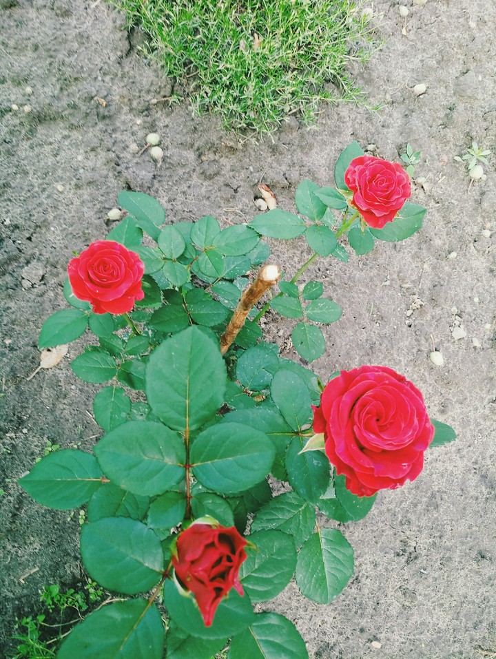 Роза