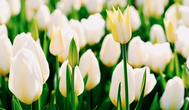 fleur