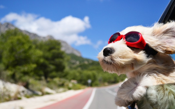 dog