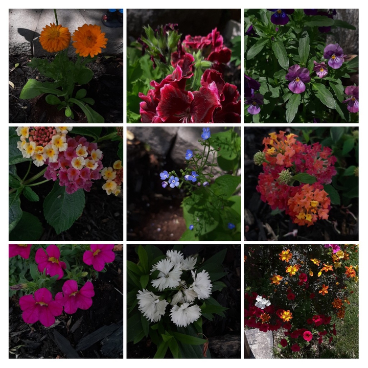 fleurs