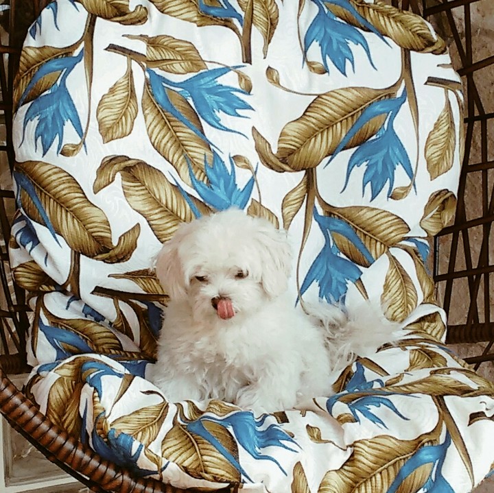 cute dog