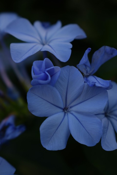 blue, cornales वॉलपेपर