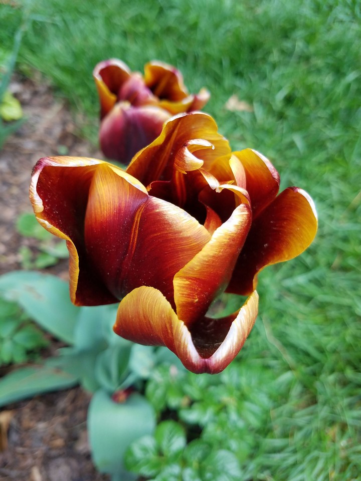 Tulip