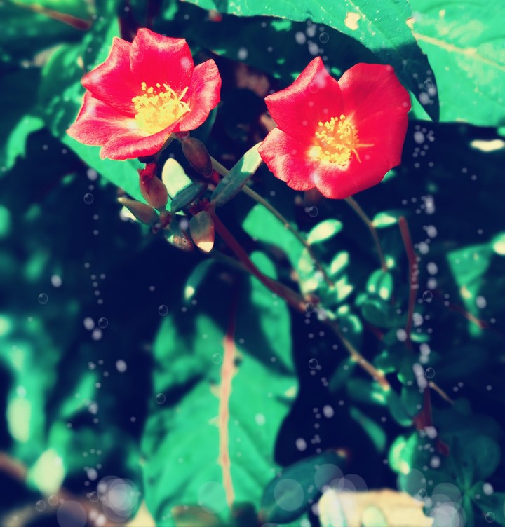Red Flower