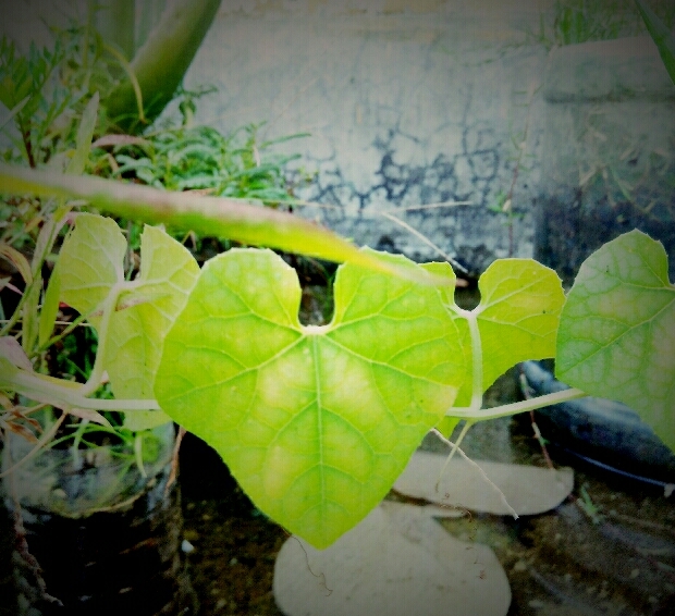 nature