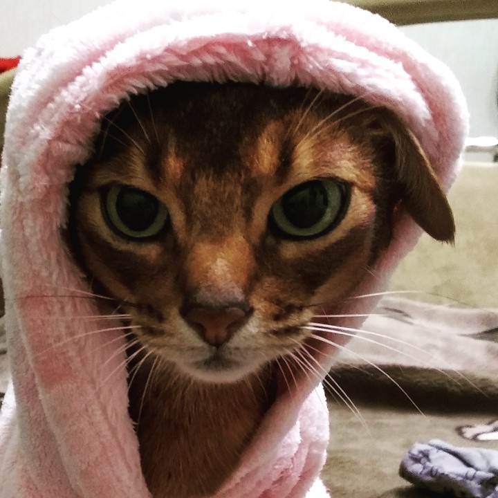 кот