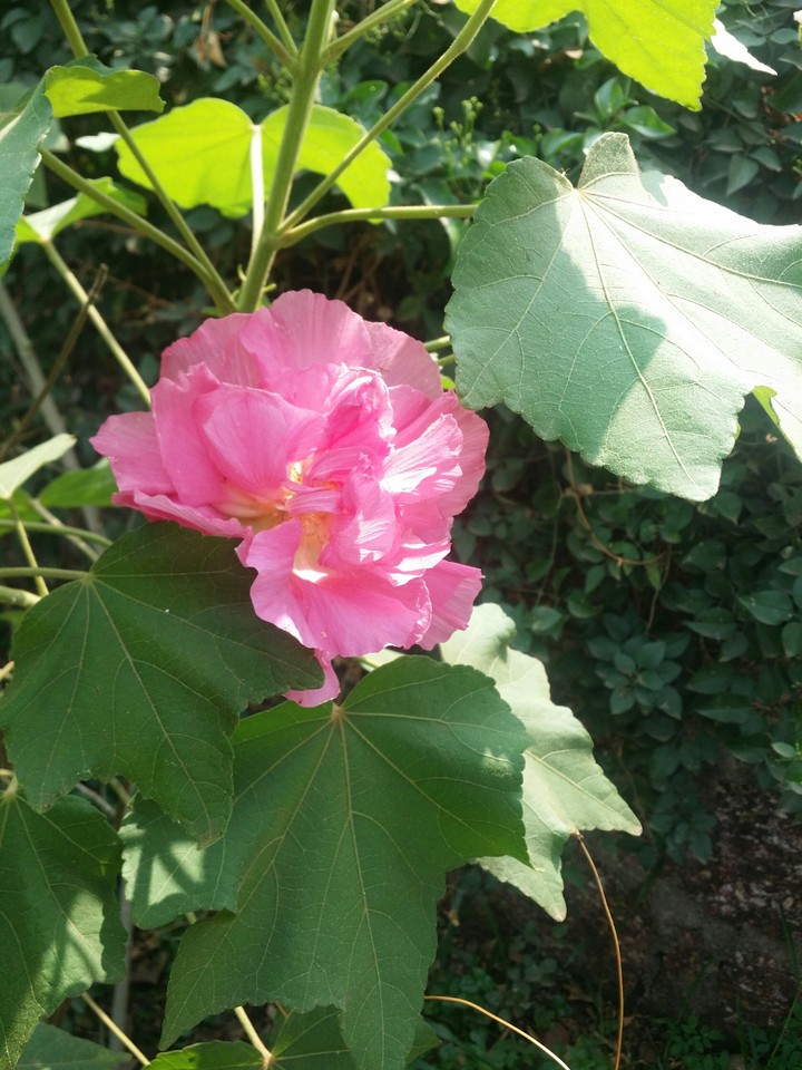 Confederate rose(Hibiscus mutabilis)