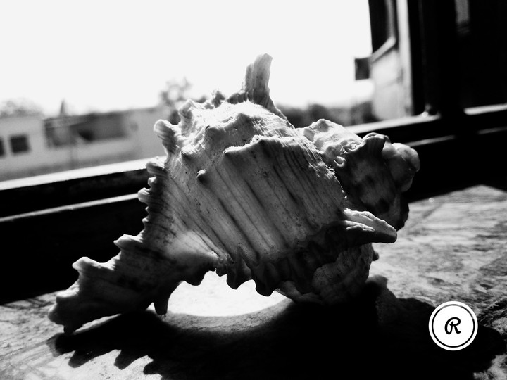sea shell