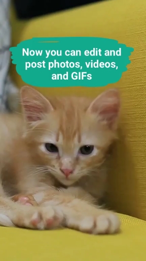 my cute cat