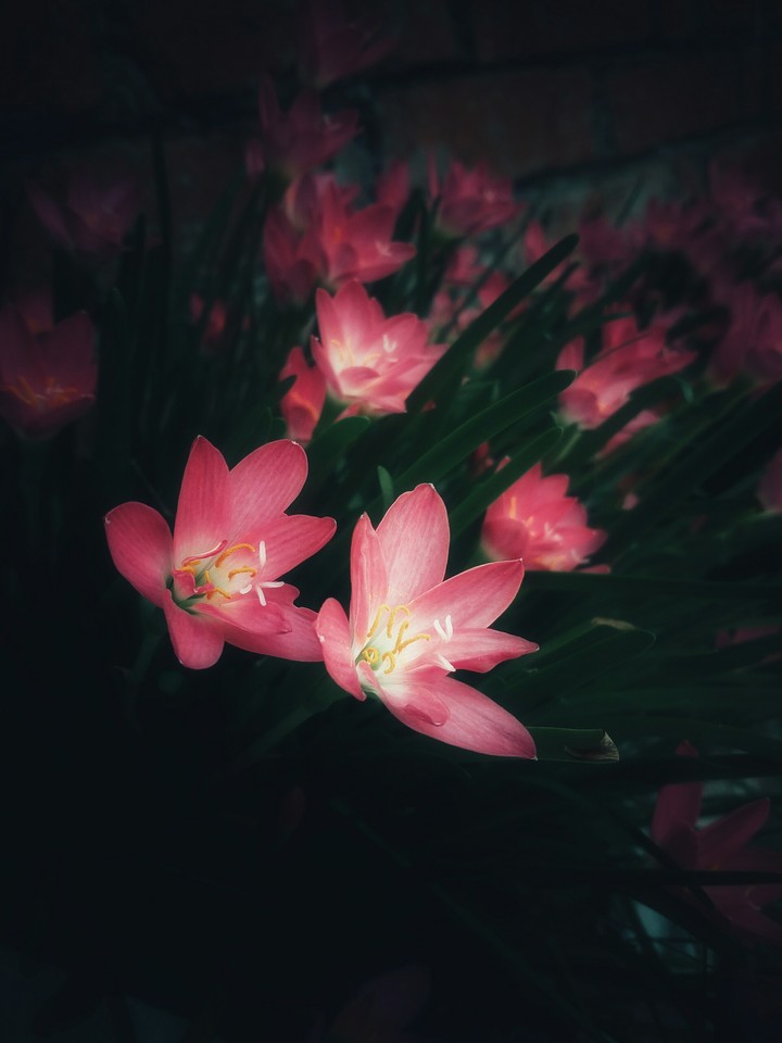 flower flowers