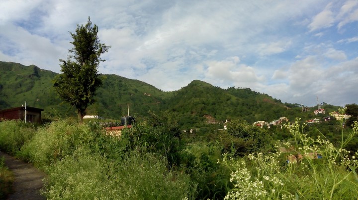 greenery