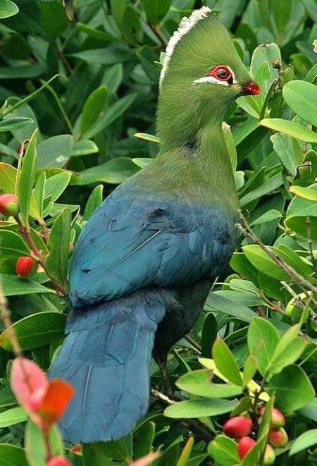 Knysna Turaco
