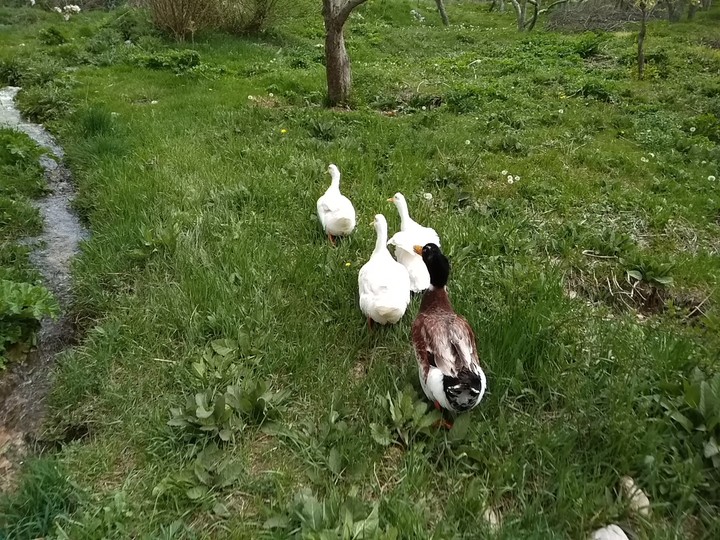 hayvan