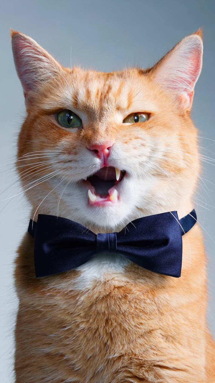 Gatto