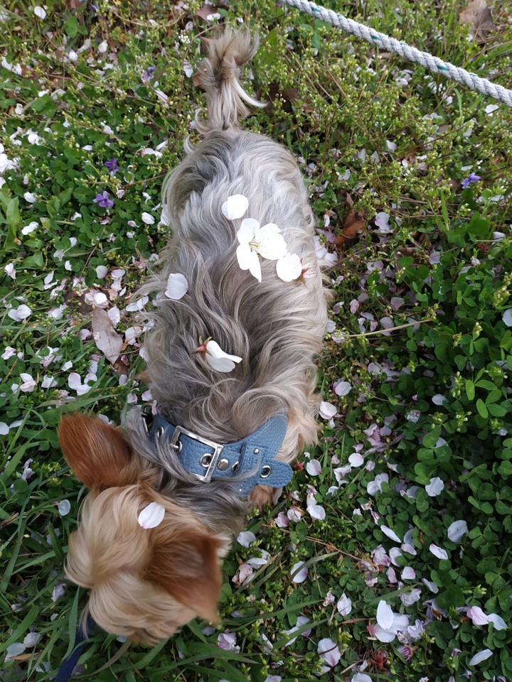 flower dog