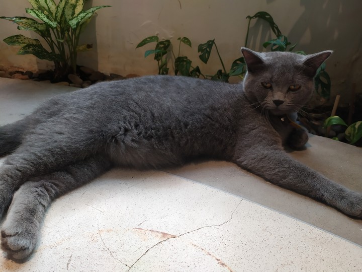 Cat