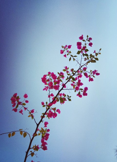 lovepink, blossom वॉलपेपर