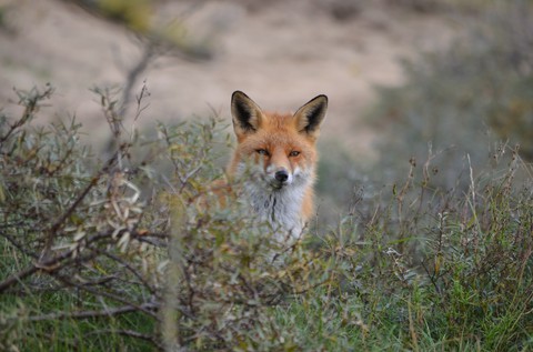 fox, canidae wallpapers