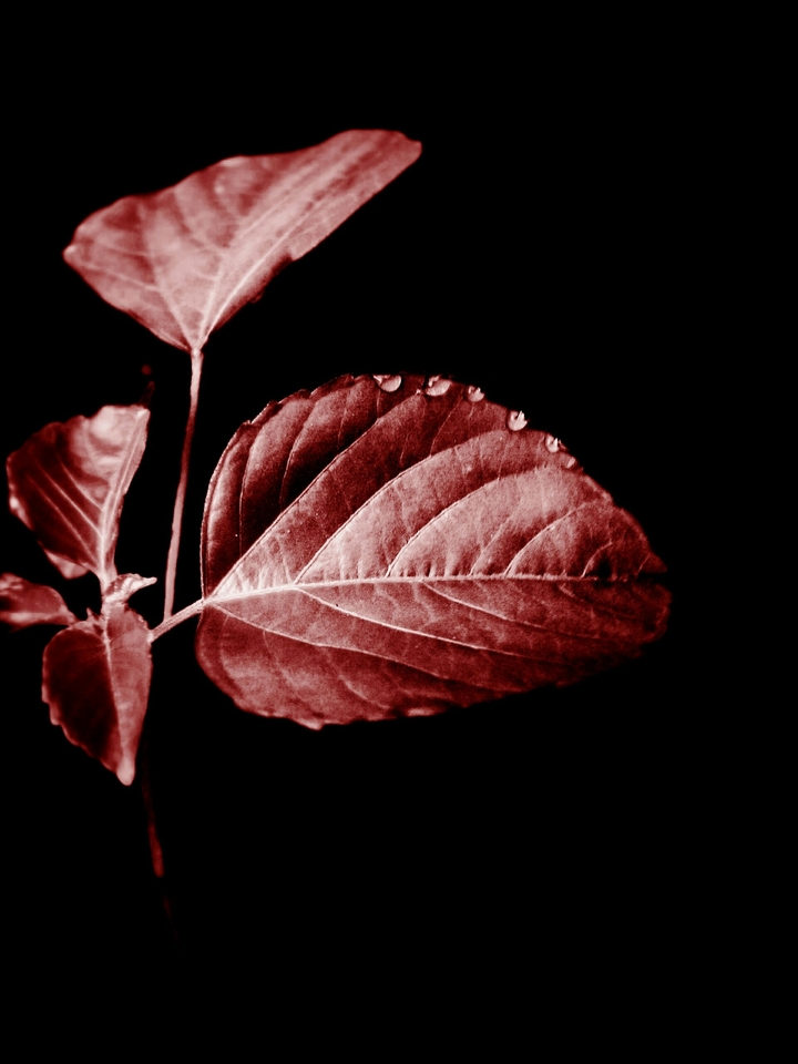 red gold