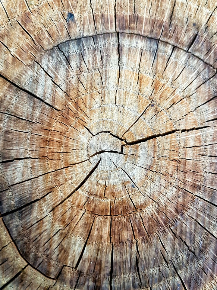 wood