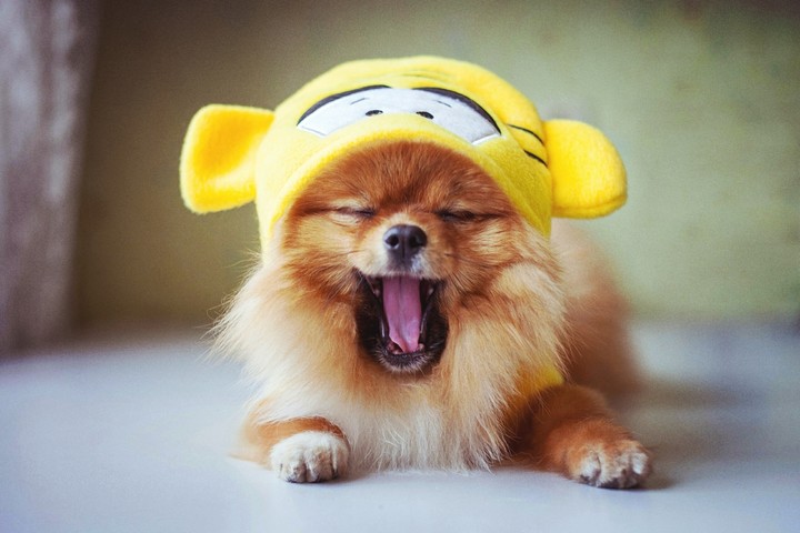 dog