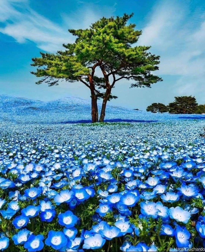 Nature