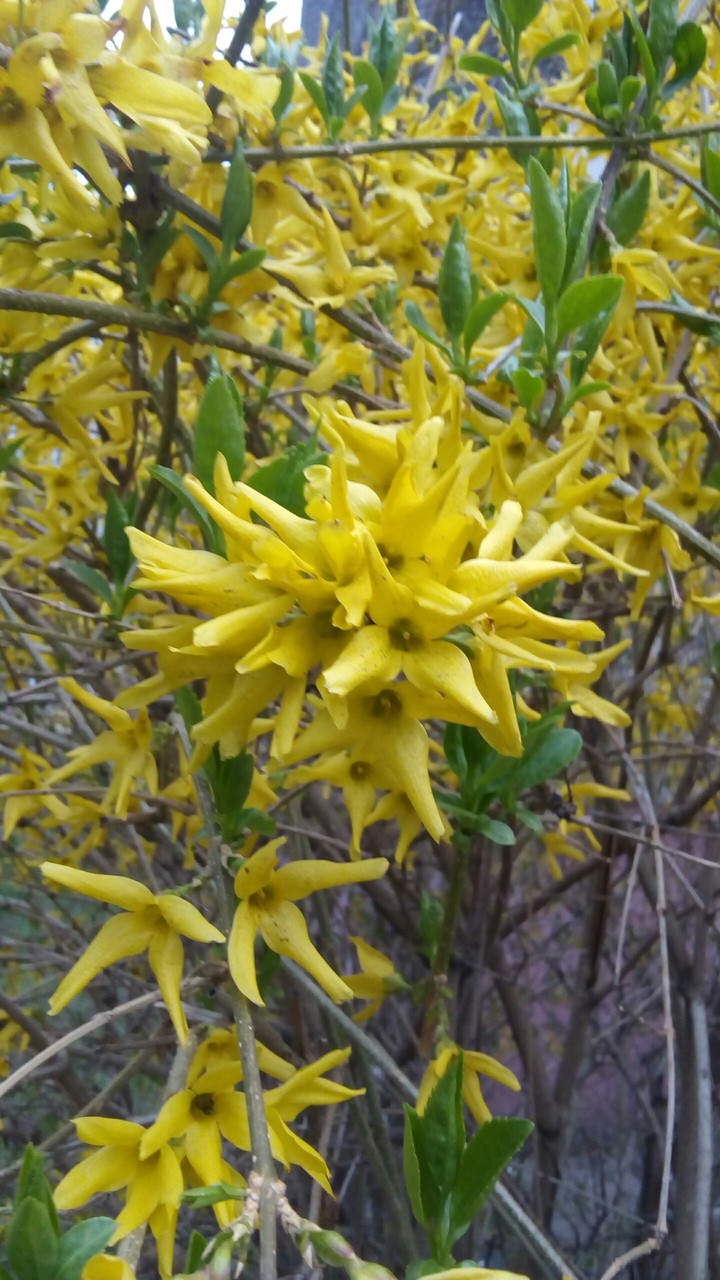Yellow blossom