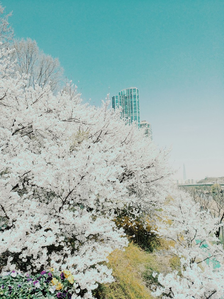 늦었지만 벚꽃 ㅎㅎ