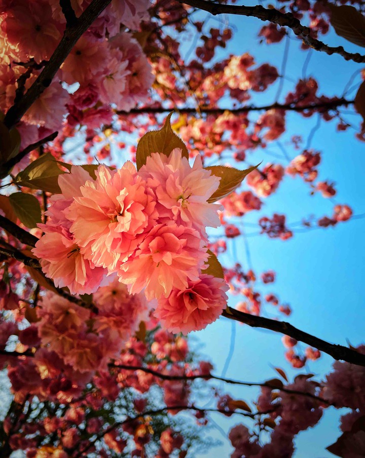 Springtime flower