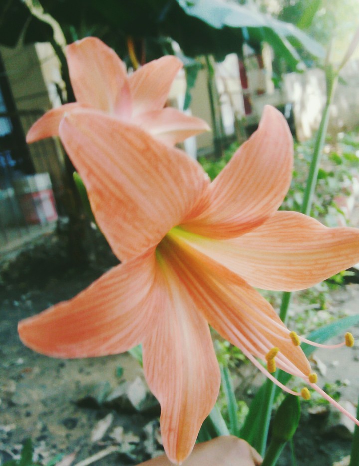 lovely Flower