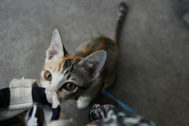 cat