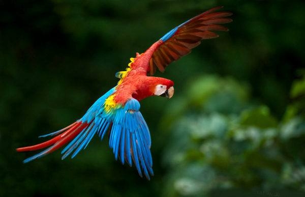 loro