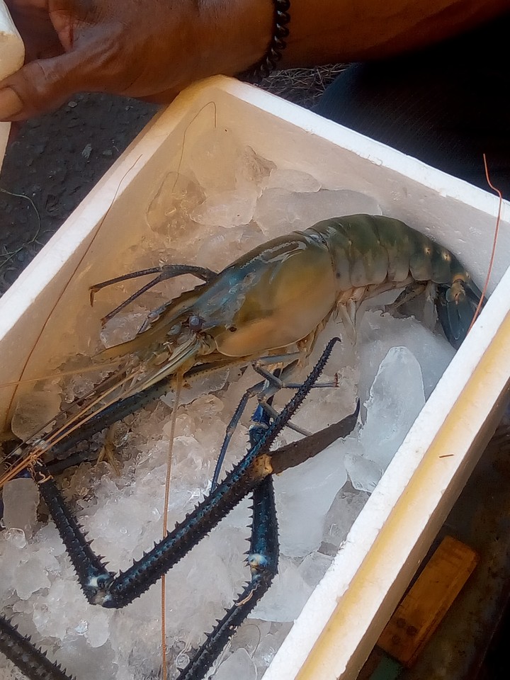 prawn